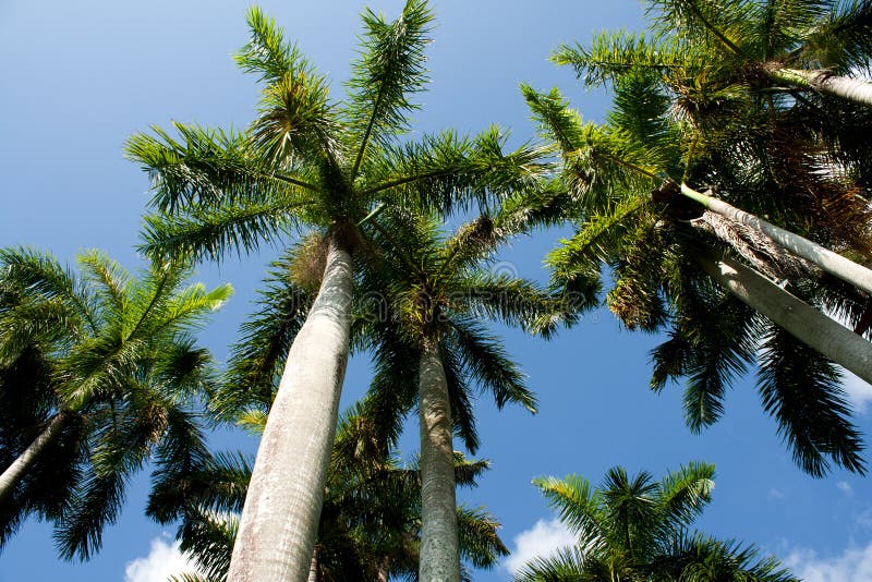 Florida Palm Trees