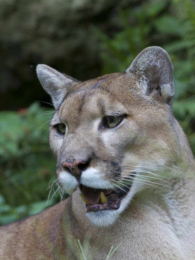 283 Florida Panther Stock Photos - Free & Royalty-Free Stock Photos from Dreamstime 283 Florida Panther Stock Photos - Free & Royalty-Free Stock Photos from Dreamstime