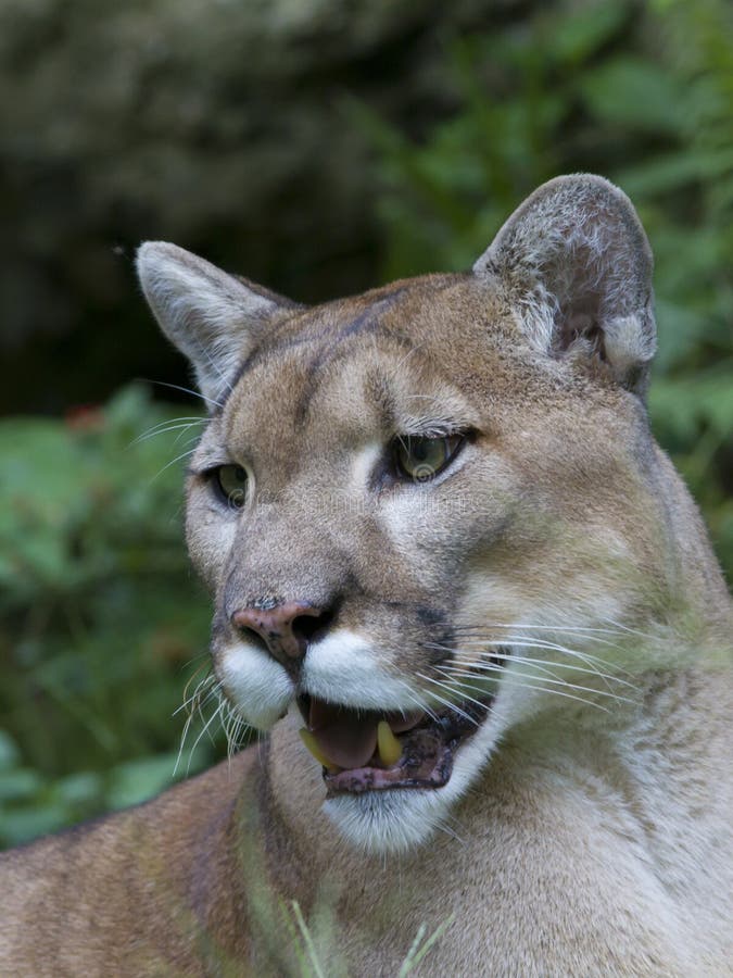 coloring pages for the florida panther