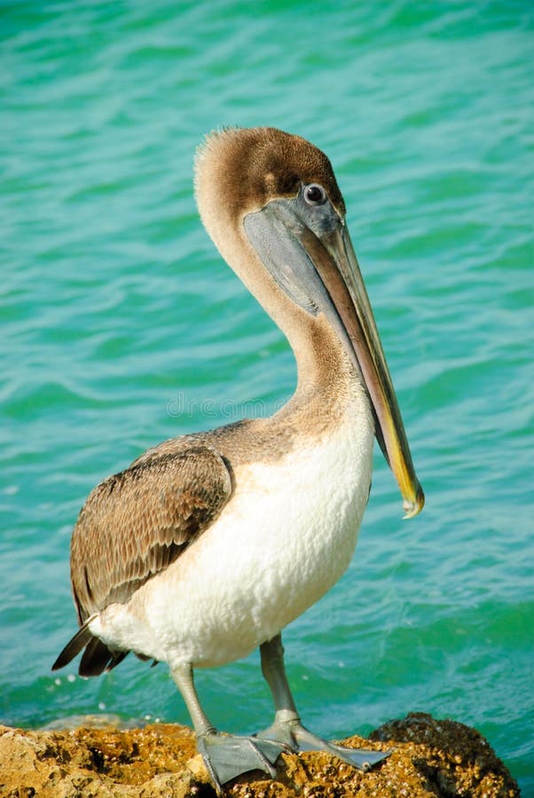 Florida pelican stock images Florida pelican stock images