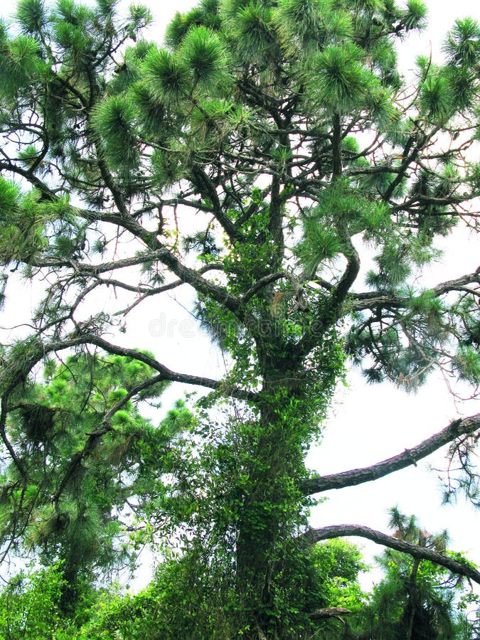 Florida Pine Tree stock photo. Image of green, everglades 118296520