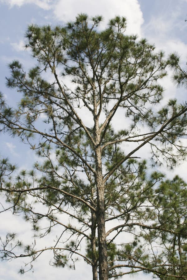 264 Tall Florida Pine Tree Stock Photos Free & RoyaltyFree Stock