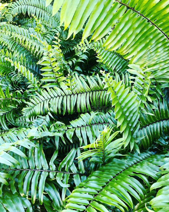 Florida plants stock photo. Image of fern, nature, plants 238463390