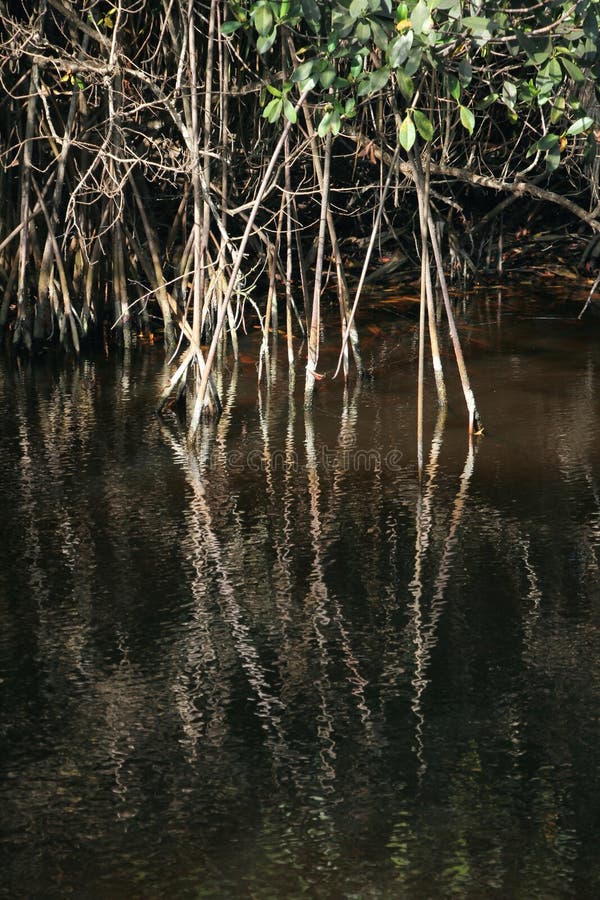 Florida Red Mangroves stock images Florida Red Mangroves stock images