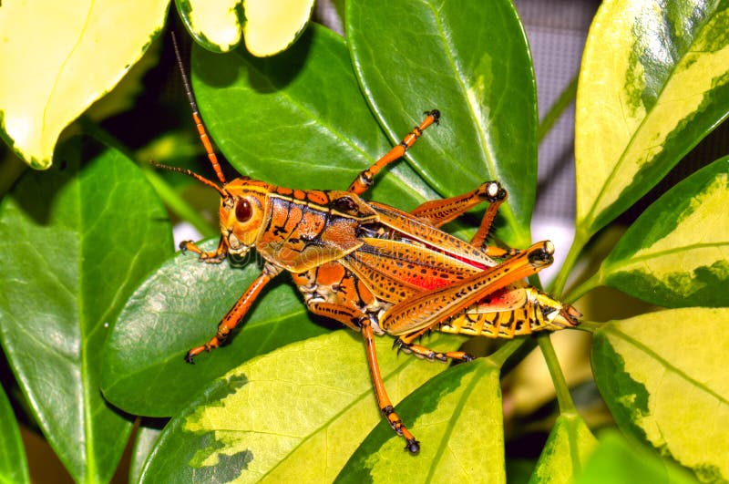 Florida S Giant Orange Lubber Grasshopper Stock Image ...