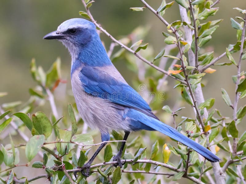 The Rare Florida Scrub Jay stock image. Image of birds 140243053
