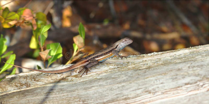 A Florida Scrub Lizard (Sceloporus woodi) rests on a log in central Florida. Log animal stock images, royalty-free photos and pictures