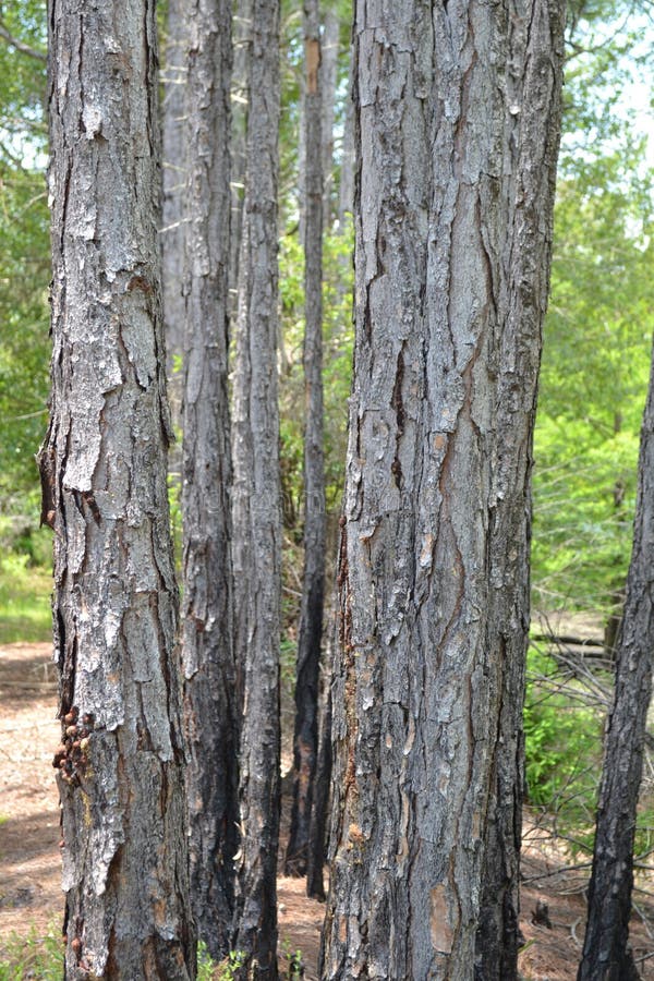 Florida Slash Pine Trees stock photo. Image of tall 103718950