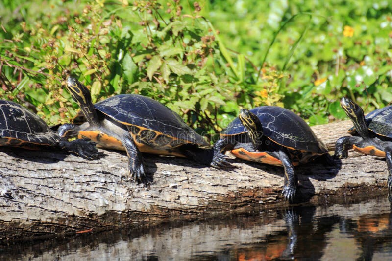 Florida Slider Turtles Sunning on a Log royalty free stock photo