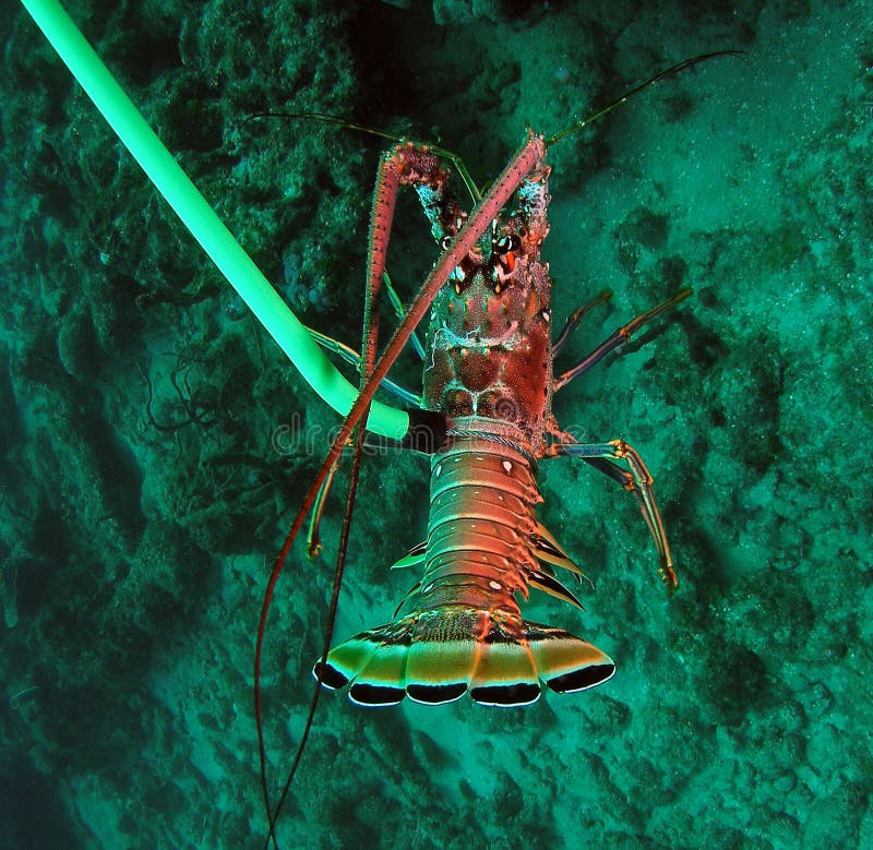 Spiny Lobster with Dive Gear Stock Photo Image of antennae