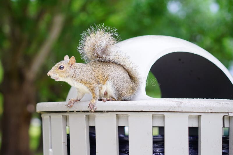 Florida Squirrel stock image. Image of metal, look, animal 52354147