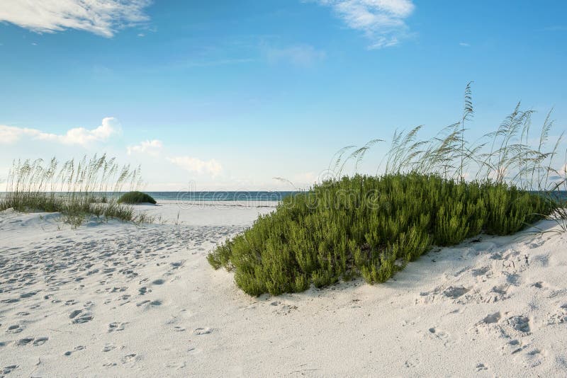 Sand dunes, sea oats and beach rosemary on a pristine Florida beach. Sand dunes, sea oats and beach rosemary on a pristine Florida beach.