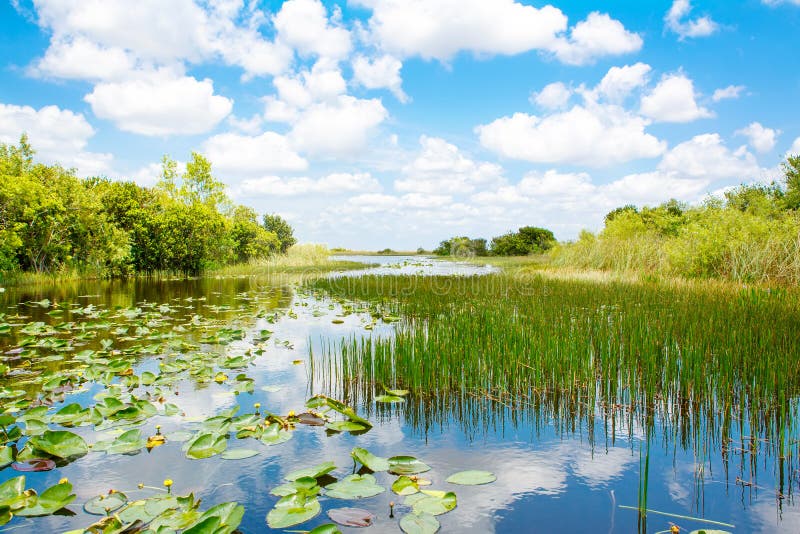 Florida-Sumpfgebiet, Airboatfahrt am Everglades-Nationalpark in USA