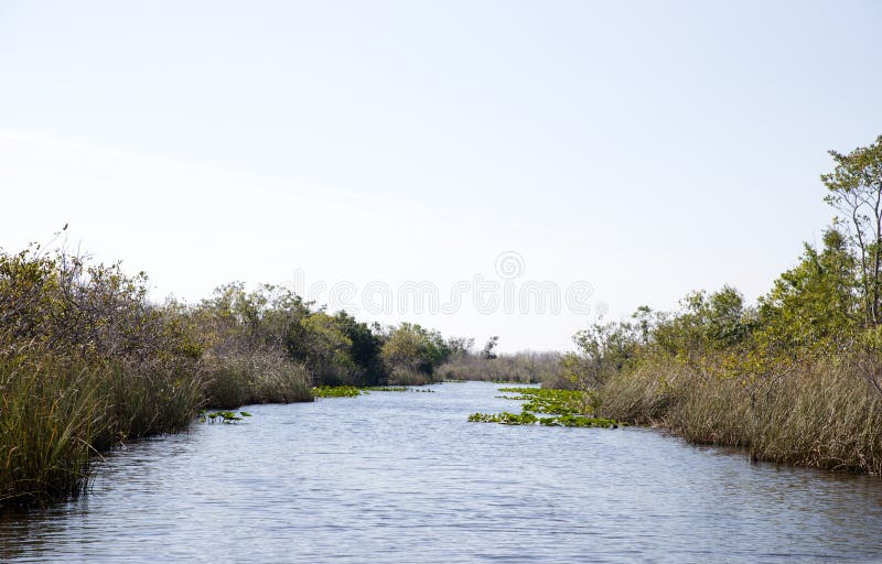 Florida-Sumpfgebiet, Airboatfahrt am Everglades-Nationalpark in USA Populärer Platz für Touristen stockbild Florida-Sumpfgebiet, Airboatfahrt am Everglades-Nationalpark in USA Populärer Platz für Touristen stockbild