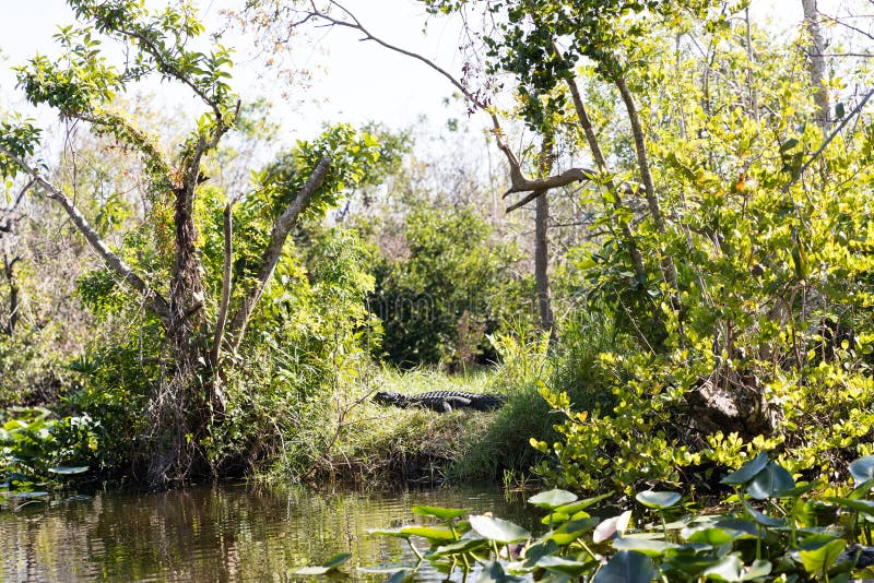 Florida-Sumpfgebiet, Airboatfahrt am Everglades-Nationalpark in USA Populärer Platz für Touristen stockfotografie Florida-Sumpfgebiet, Airboatfahrt am Everglades-Nationalpark in USA Populärer Platz für Touristen stockfotografie