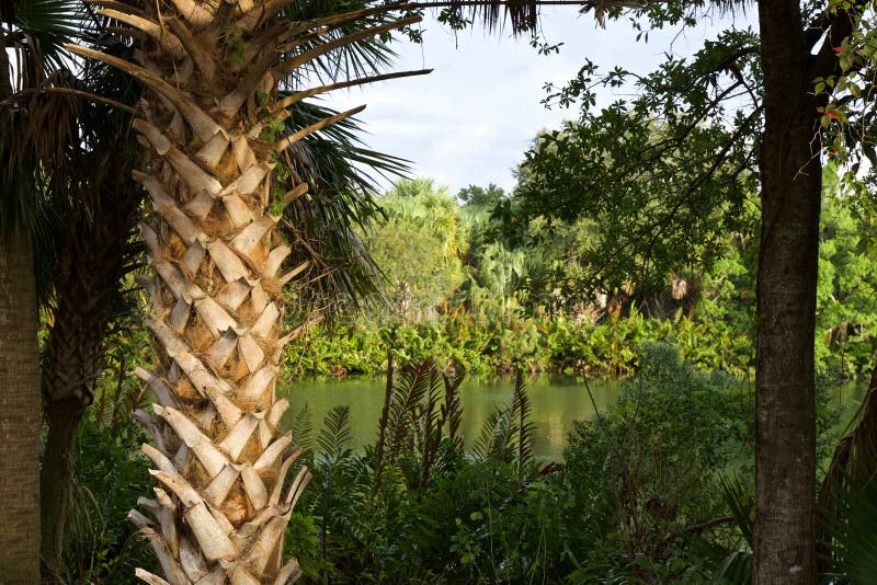 Florida swamp landscape stock photo Florida swamp landscape stock photo