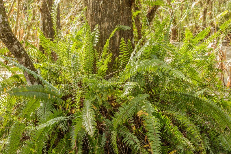 Florida Sword Ferns. Sword or Boston ferns growing around a large bald cypress tree in Southwest Florida royalty free stock image