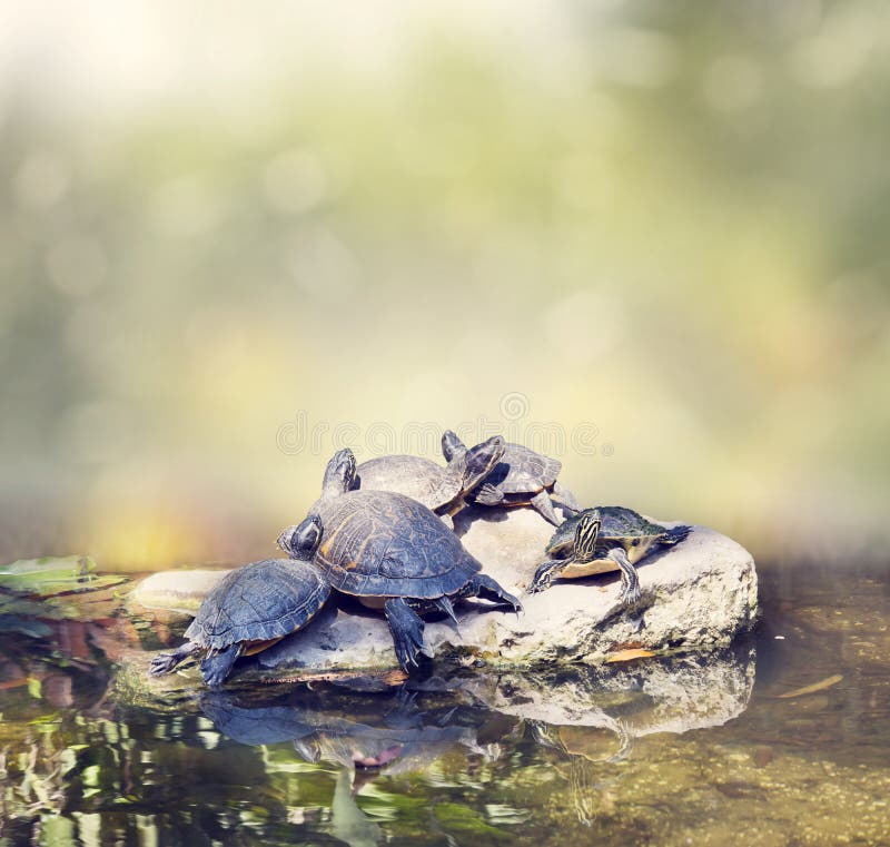 Florida Turtles Sunning on the rocks stock image