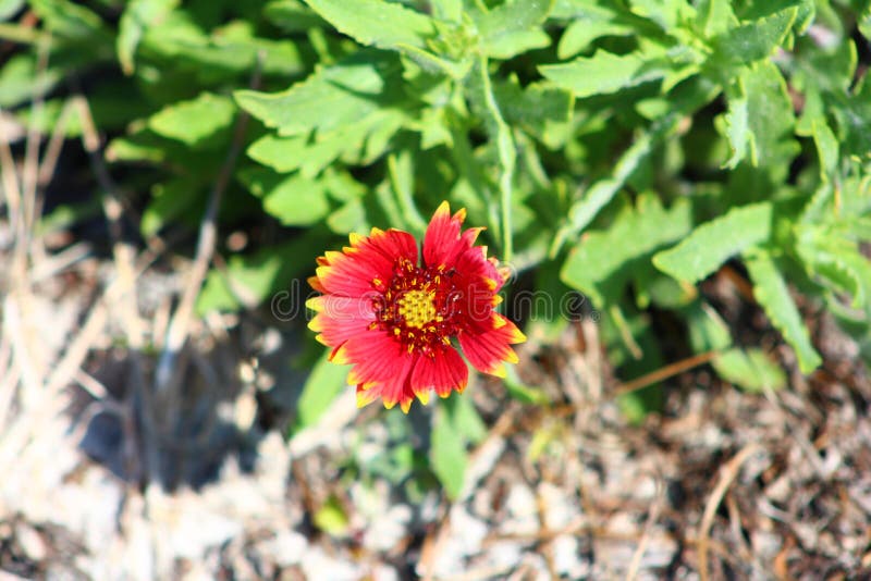 Florida Wildflower stock photo. Image of henderson, beach 117466318