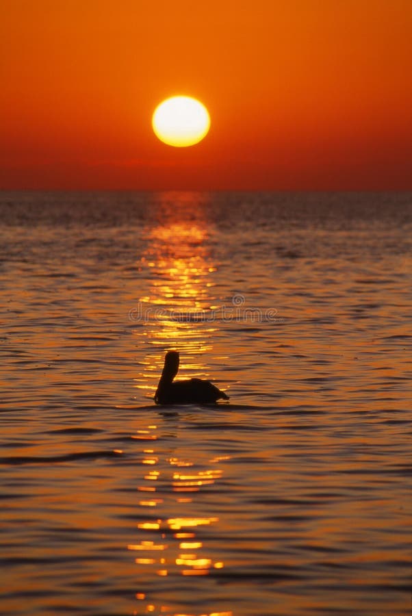 florida пользуется ключом вертикаль восхода солнца пеликана стоковая фотография rf florida пользуется ключом вертикаль восхода солнца пеликана стоковая фотография rf