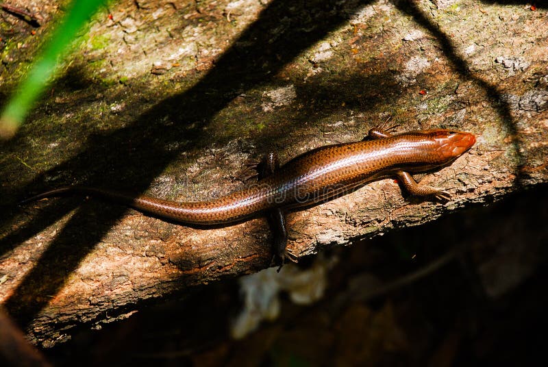 Floridas lizard sleeping on the rock under sunshine shadow. Floridas lizard sleeping on the rock under sunshine shadow