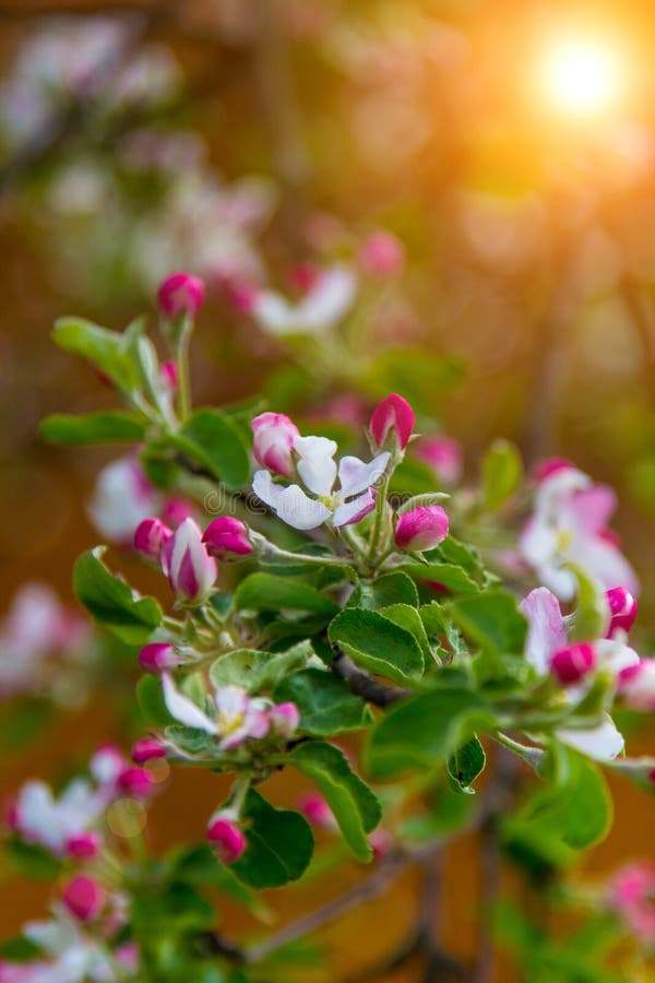 Florierender Apfelbaum mit den sensiblen rosafarbenen Blättern. lizenzfreie stockbilder