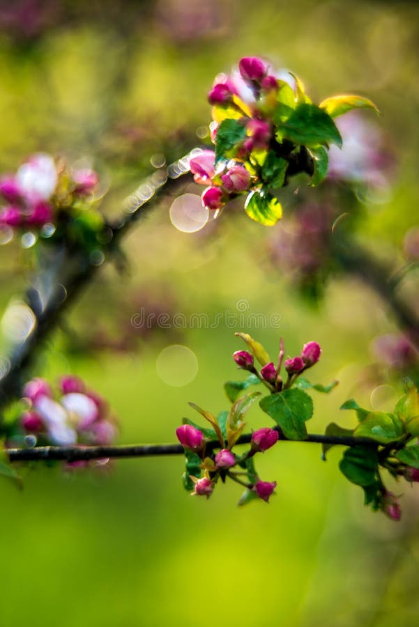 Florierender Hintergrund des schönen Frühlings rosa Blüte des Apfelbaums