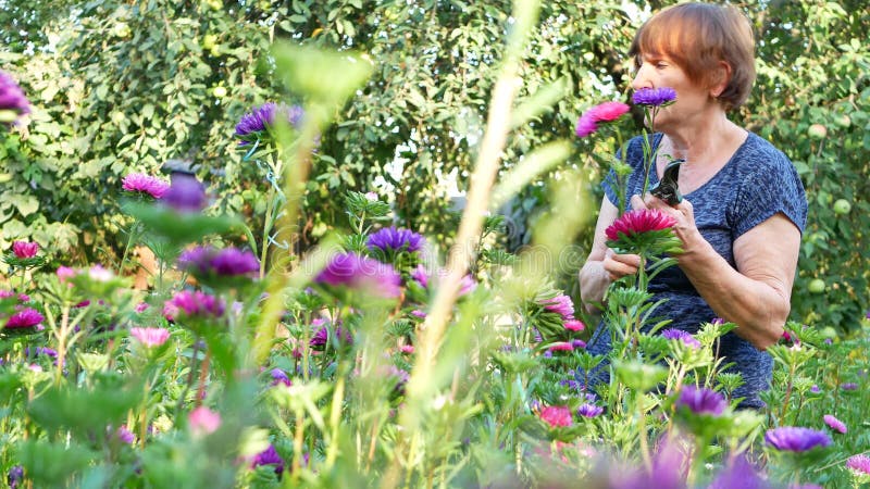 Florista que corta la margarita de michaelmas o la flor púrpura o violeta del aster