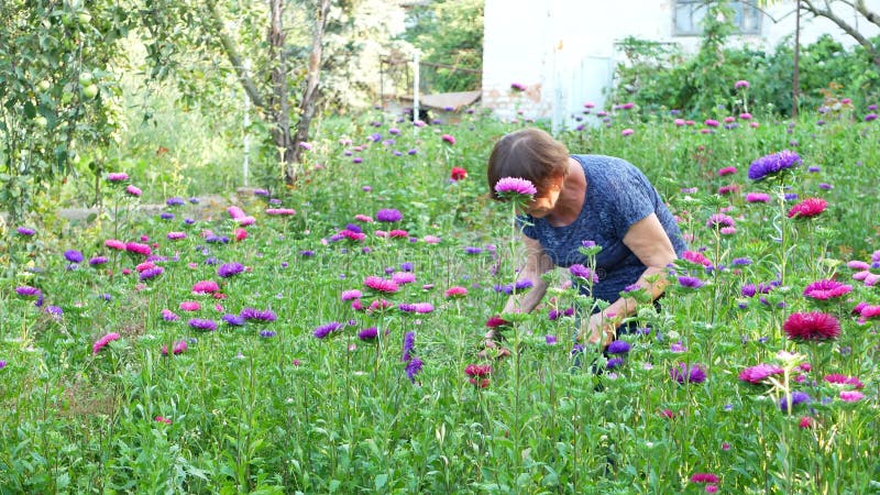 Florista que corta la margarita de michaelmas o la flor púrpura o violeta del aster