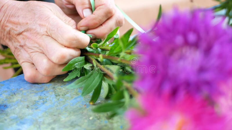 Florista que hace el ramo con la margarita de michaelmas o el aster púrpura o violeta, rosada