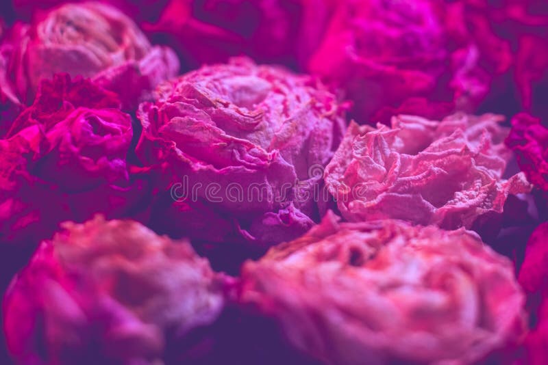 Floristry zmroku menchie suszą róży defocused tło obraz stock Floristry zmroku menchie suszą róży defocused tło obraz stock