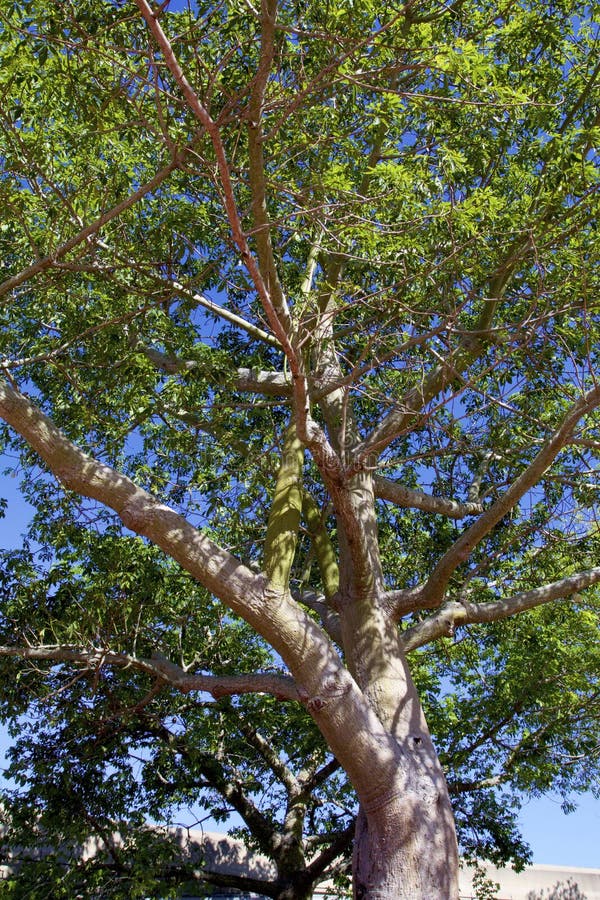 6 Floss Silk Tree Photos Free Royalty Free Stock Photos From Dreamstime 6 Floss Silk Tree Photos Free Royalty Free Stock Photos From Dreamstime