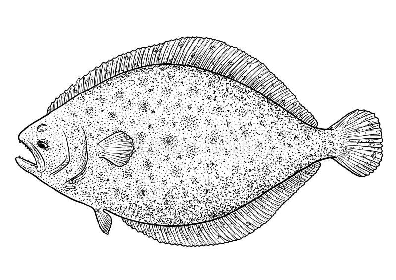 Flounder Flatfish Illustration Drawing Engraving Ink Line Art