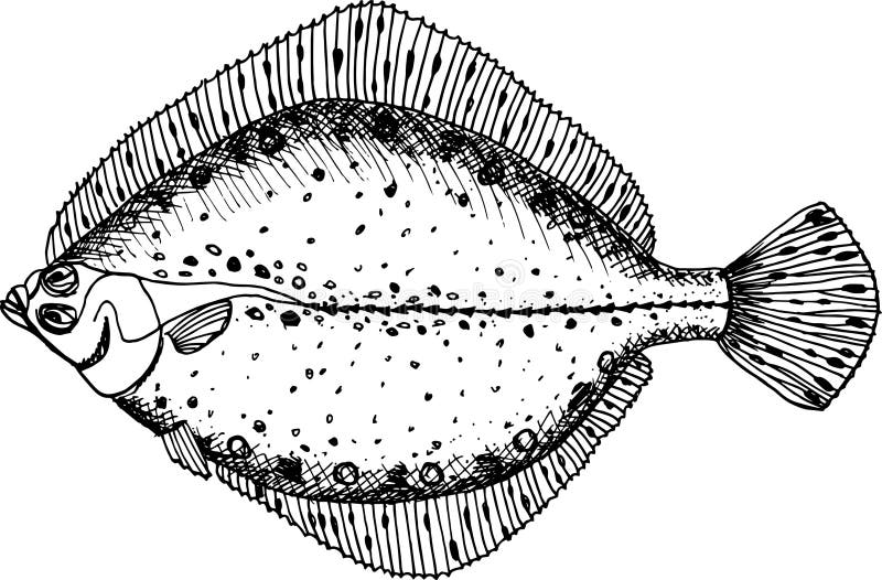 Fluke Fish Stock Illustrations 142 Fluke Fish Stock Illustrations