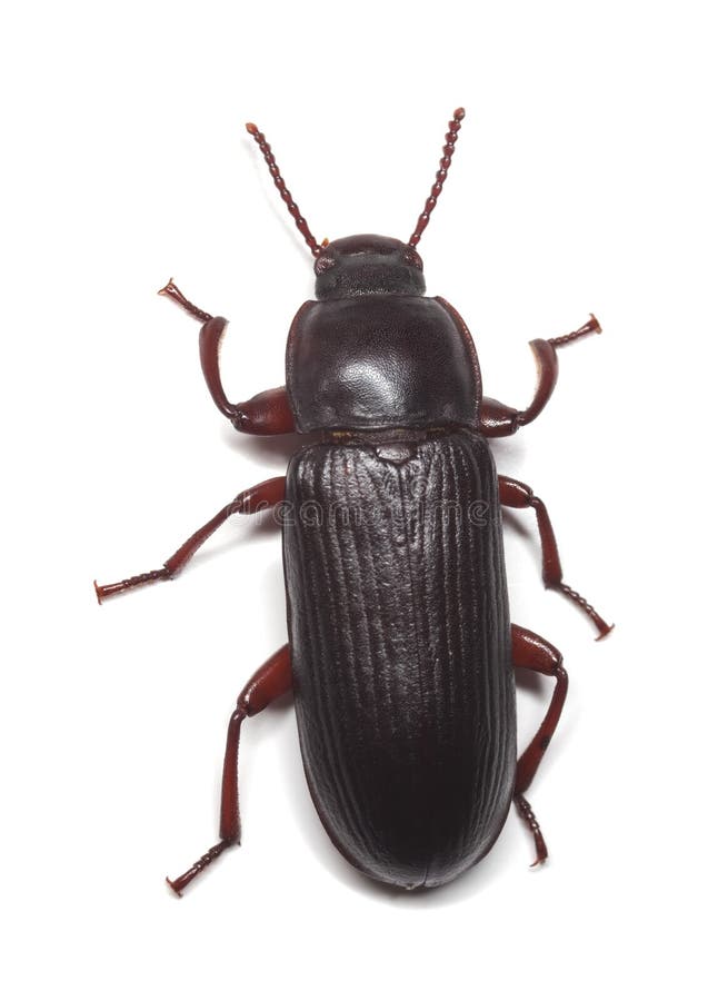 Flour beetle (Tribolium destructor)