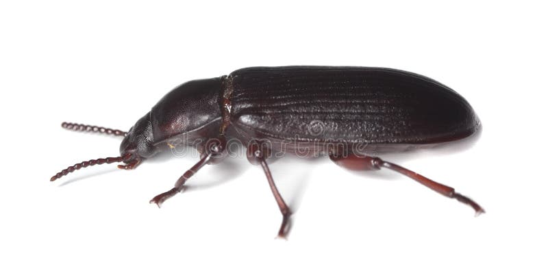 Flour beetle (Tribolium destructor)