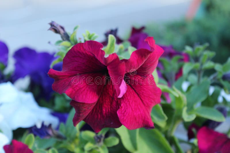 Flovers bonitos na noite do verão fotografia de stock Flovers bonitos na noite do verão fotografia de stock