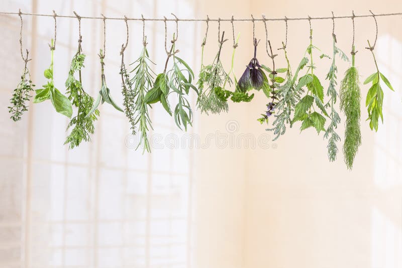Flovouring fresco e piante medicinali ed erbe che appendono su una corda, davanti ad un backgroung dell'interno fotografia stock Flovouring fresco e piante medicinali ed erbe che appendono su una corda, davanti ad un backgroung dell'interno fotografia stock