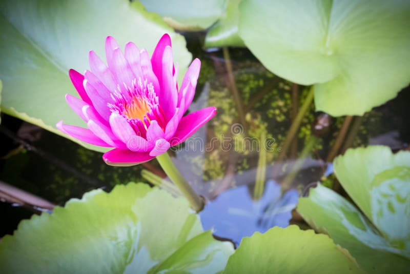 桃红色莲花，莲花是水厂，桃红色莲花flowe 图库摄影