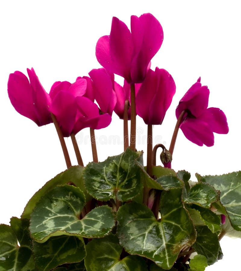 Flower stock photography