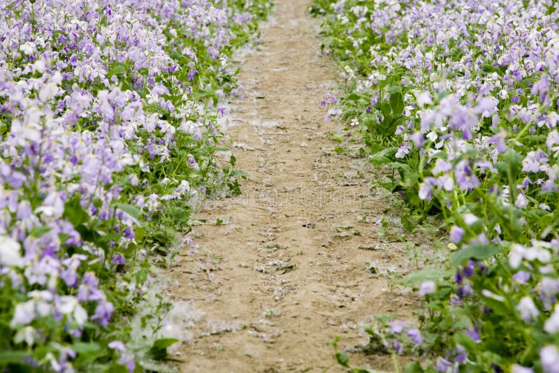 Dirt Road through Flower Field Stock Image Image of horizontal