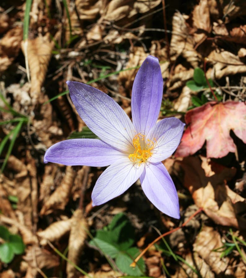 Flower royalty free stock photos