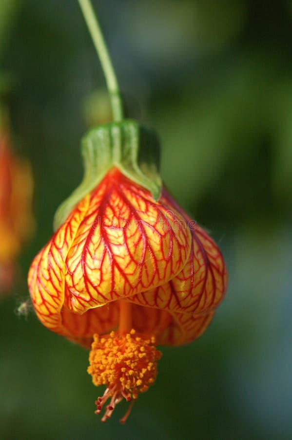 Sweet Nectar stock photo. Image of colorful, makro, insect 95508