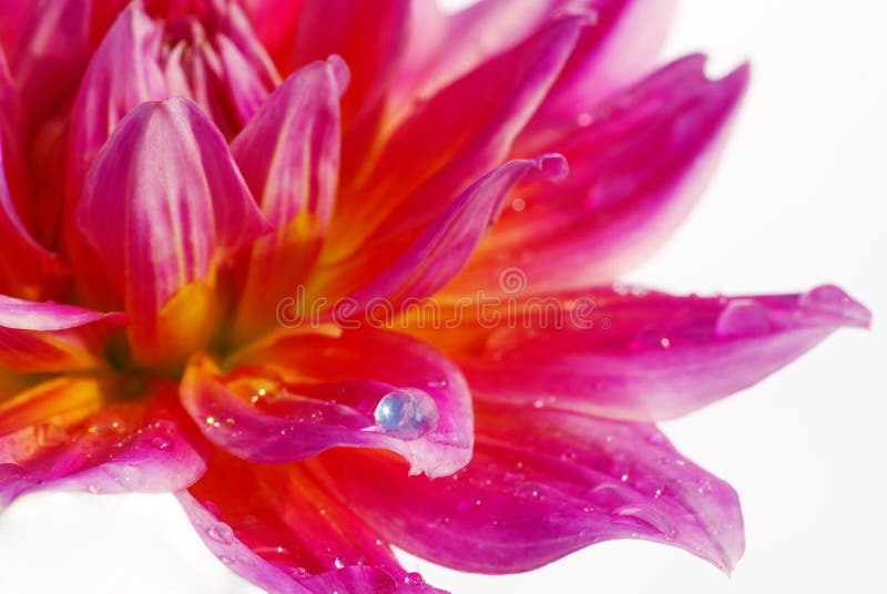 Red dots Flower stock photo. Image of nature, inside, space 165056