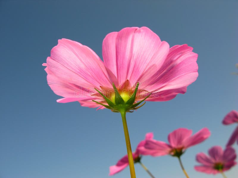 Purple Star Flower stock photo. Image of floral, bloom - 14081326