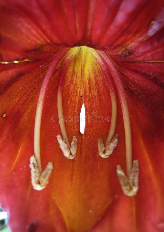 Flower African Tulip royalty free stock image