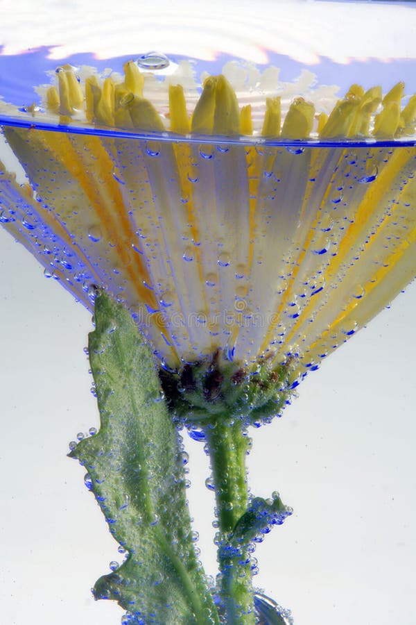 Flower in the air bubbles royalty free stock images