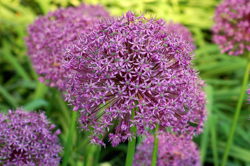 Allium Gladiator Beautiful Lilac Blossoms in the Garden, Ornamental