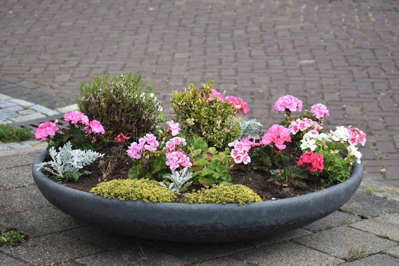 Flower Arrangement in a Pot. Stock Image Image of garden, flowers