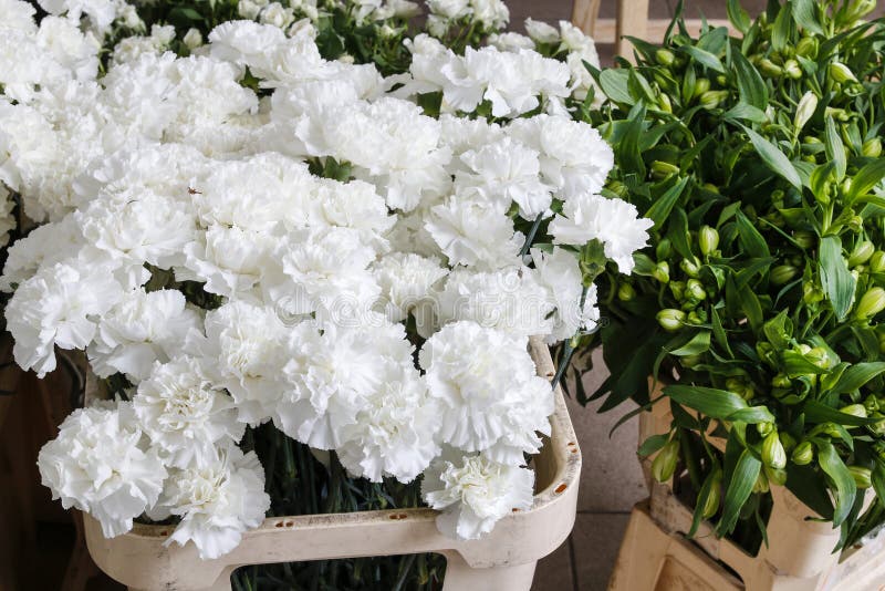 Flower Arrangement with White Carnations Stock Image Image of flowers